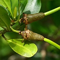Ceriops tagal (Yellow Mangrove) コヒルギ in Aeroglen<br />Canon EOS KDX (400D) + EFS60 F2.8